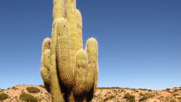 A large cactus in a desert landscape.
