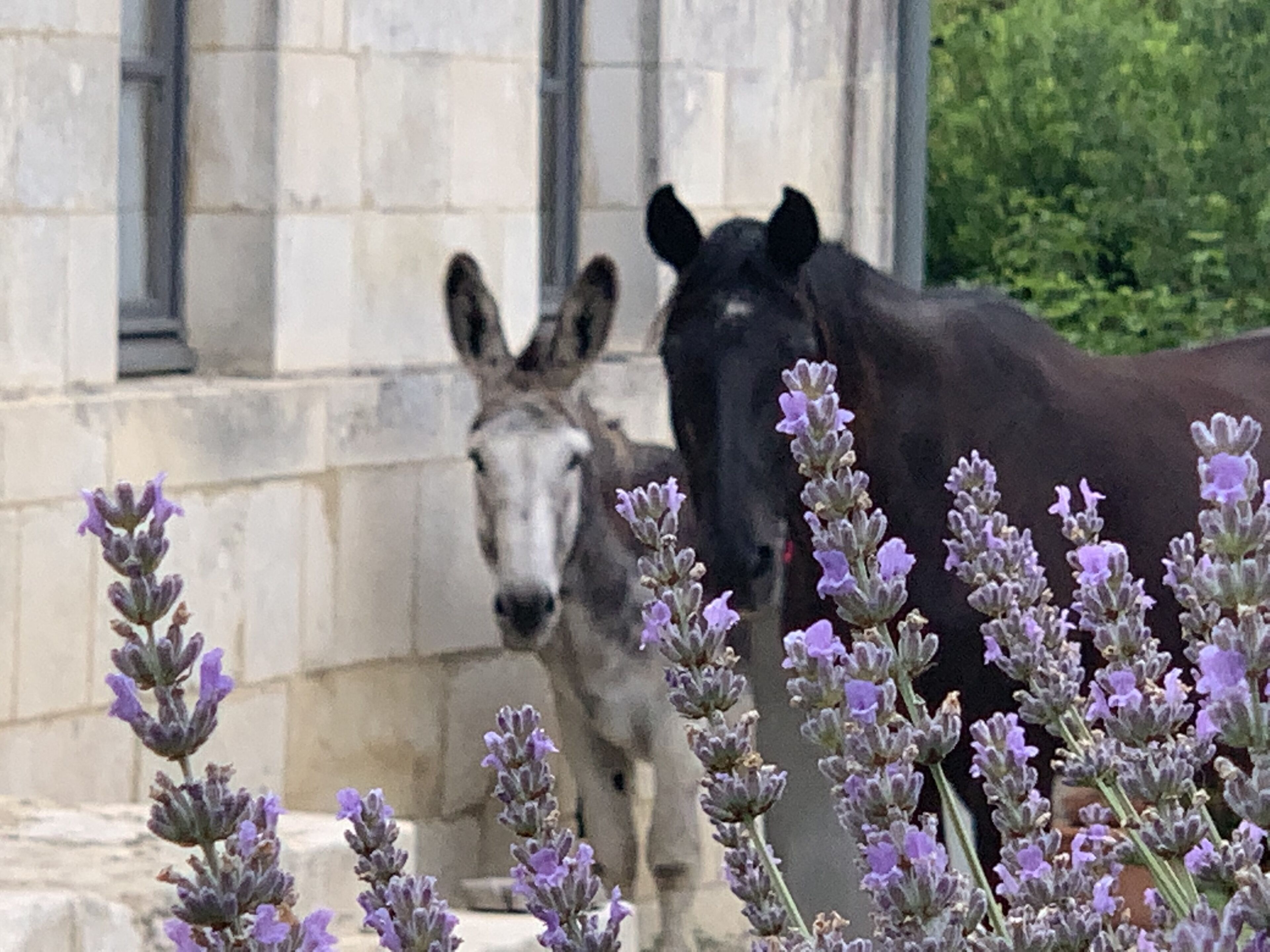 A donkey and a horse near a stone building with a window.
