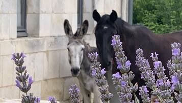 A donkey and a horse near a stone building with a window.