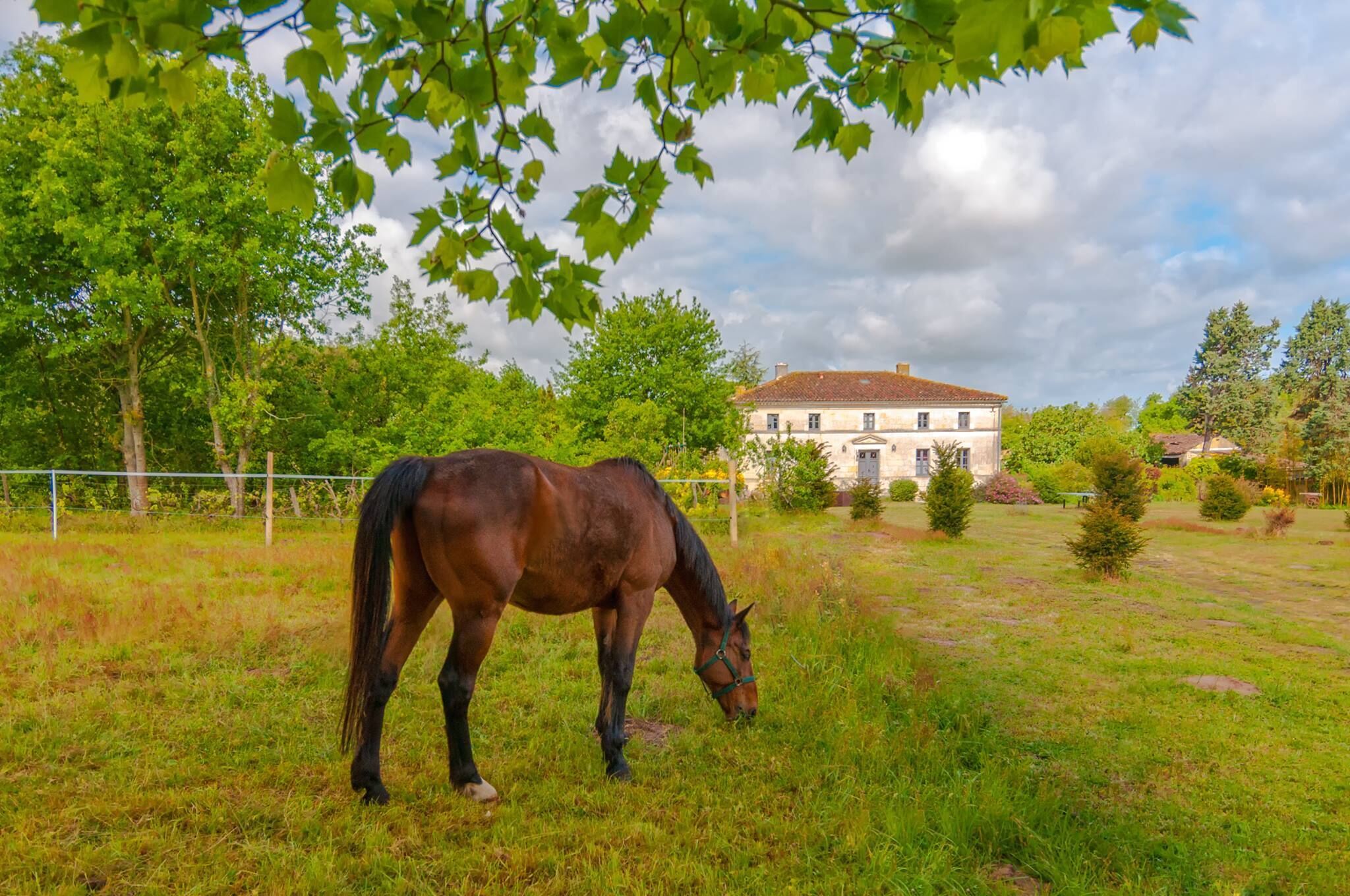 Een paard graast in een grasveld met een gebouw op de achtergrond.