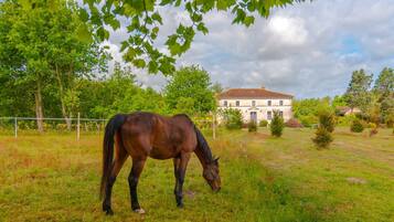 Een paard graast in een grasveld met een gebouw op de achtergrond.