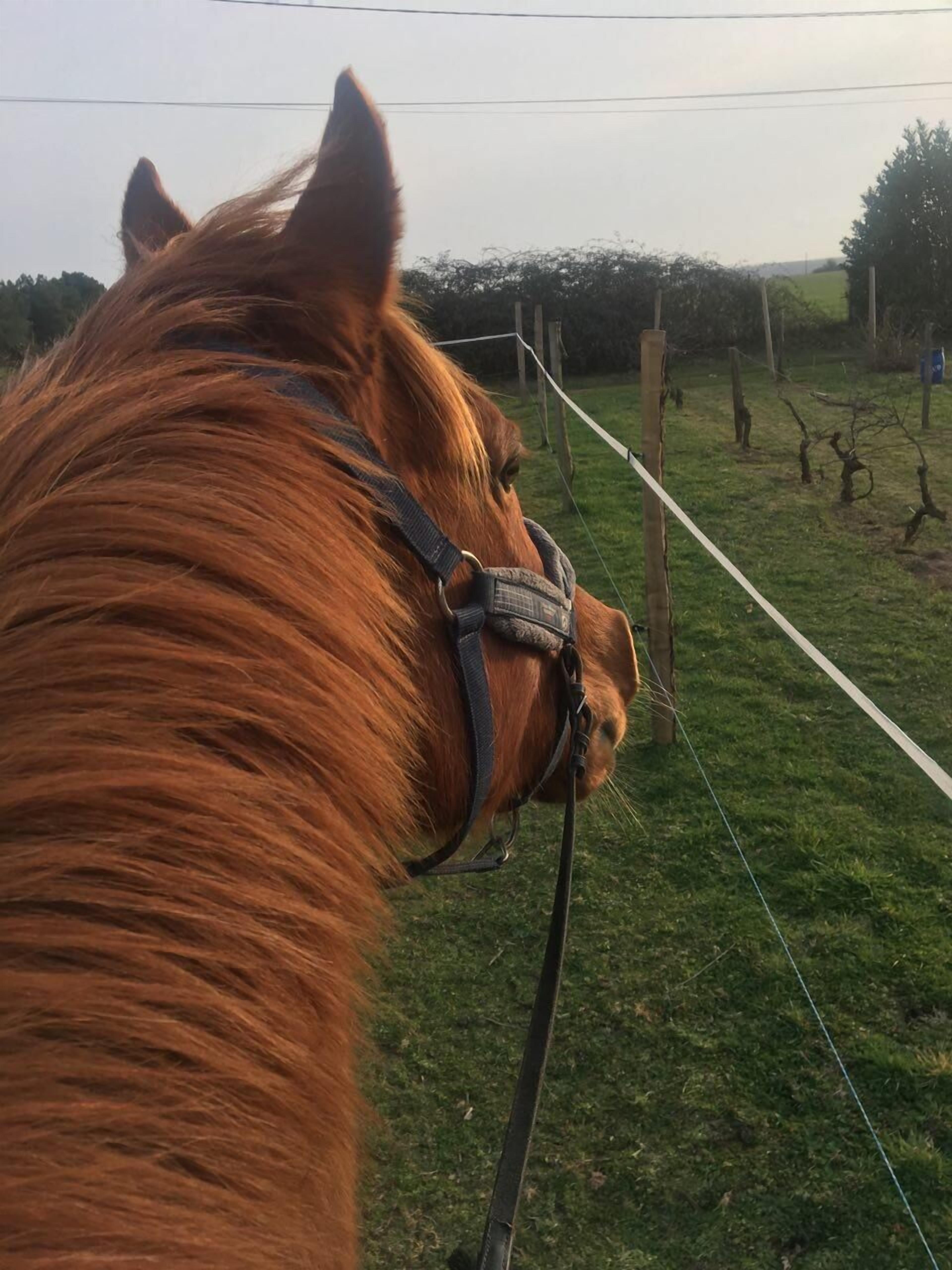 Primer plano de la cabeza de un caballo con una brida, sobre un fondo rural con una valla y árboles.