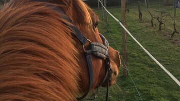 Primer plano de la cabeza de un caballo con una brida, sobre un fondo rural con una valla y árboles.