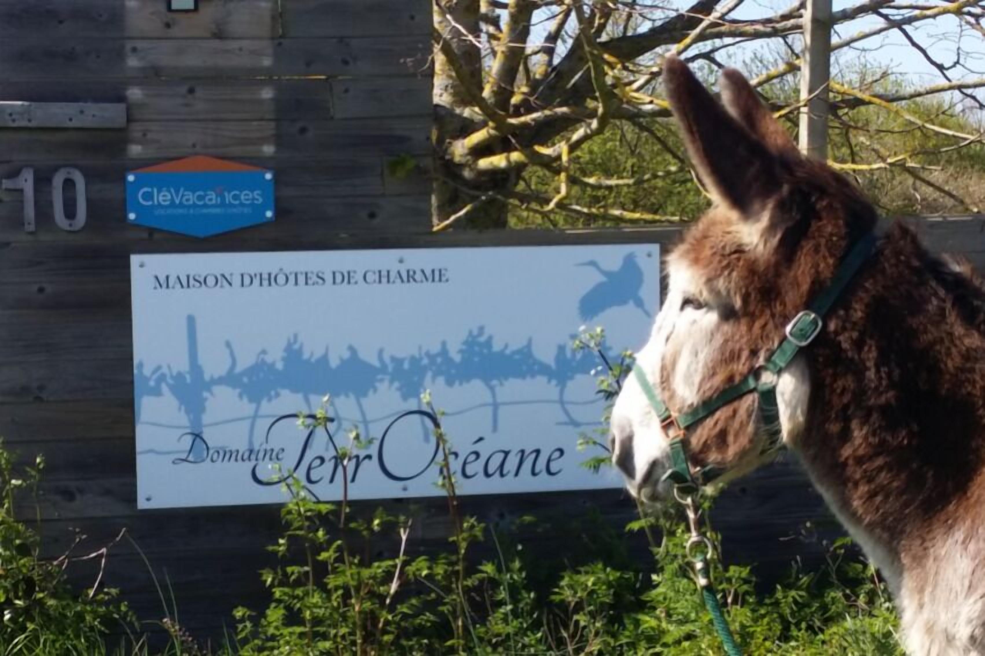 A donkey with a green harness in front of a wooden sign with text and a silhouette of vineyards.