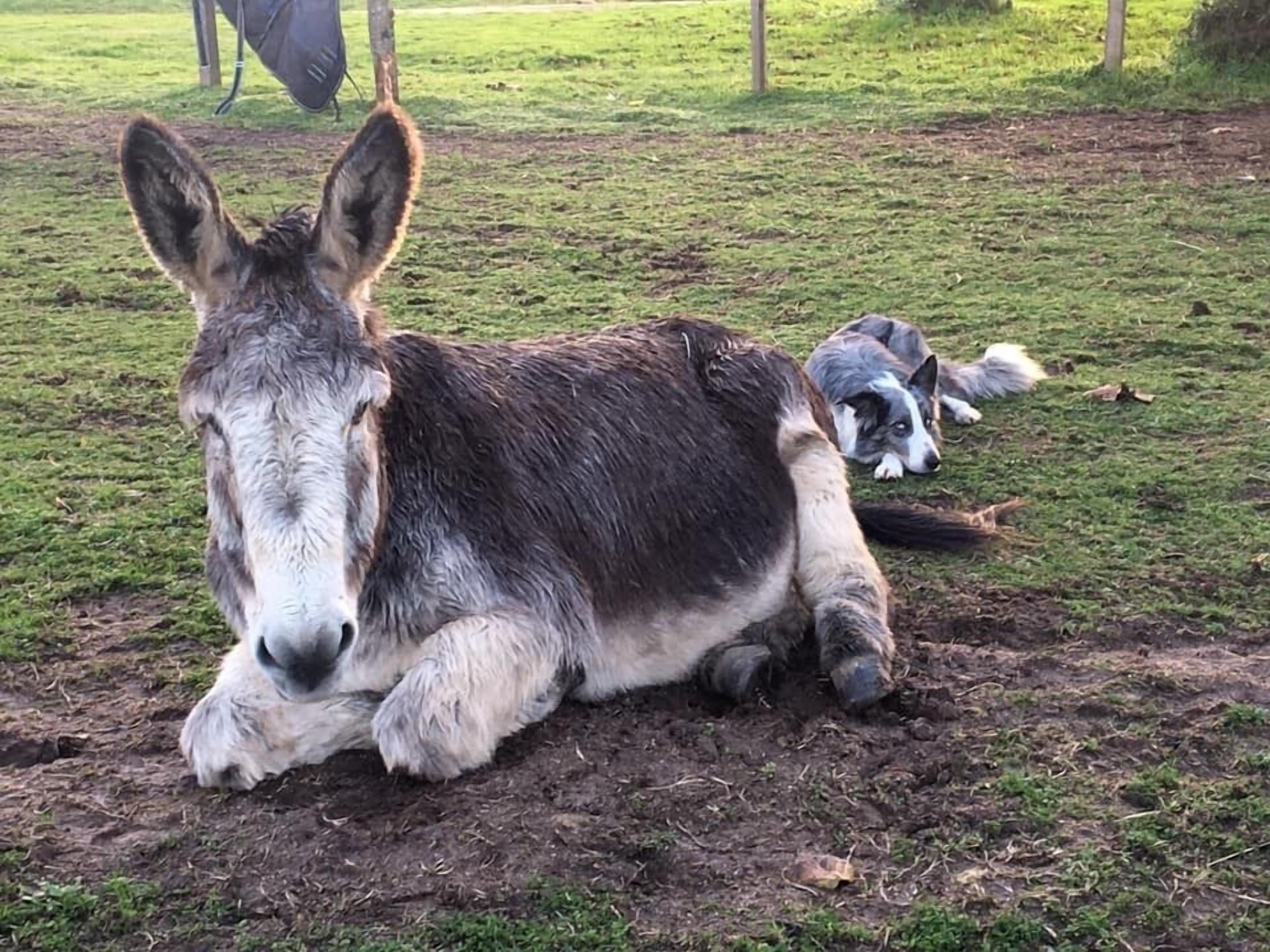 A donkey lying on the ground with a dog lying behind it.