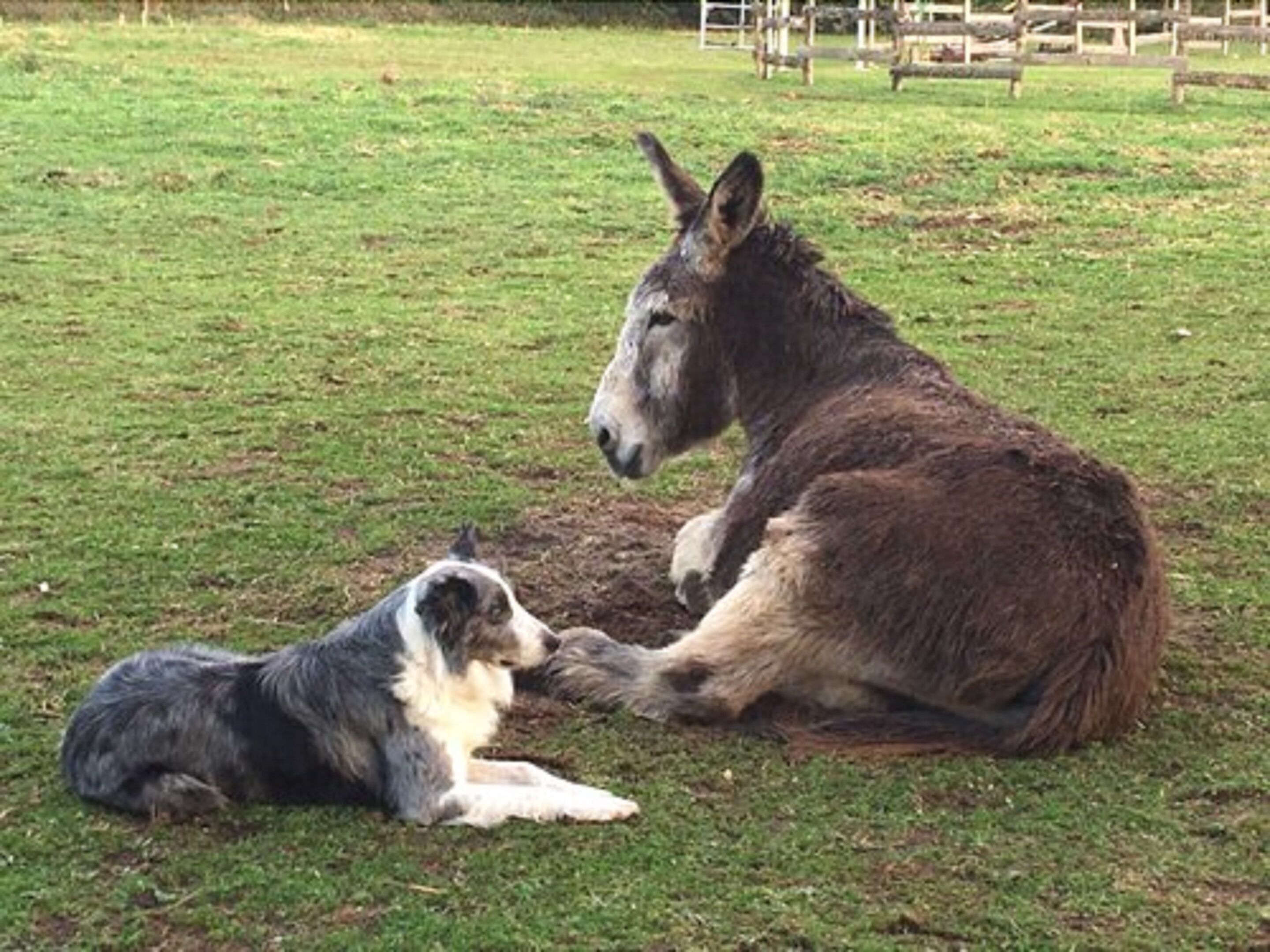 A donkey and a dog lying on grass in a fenced area.