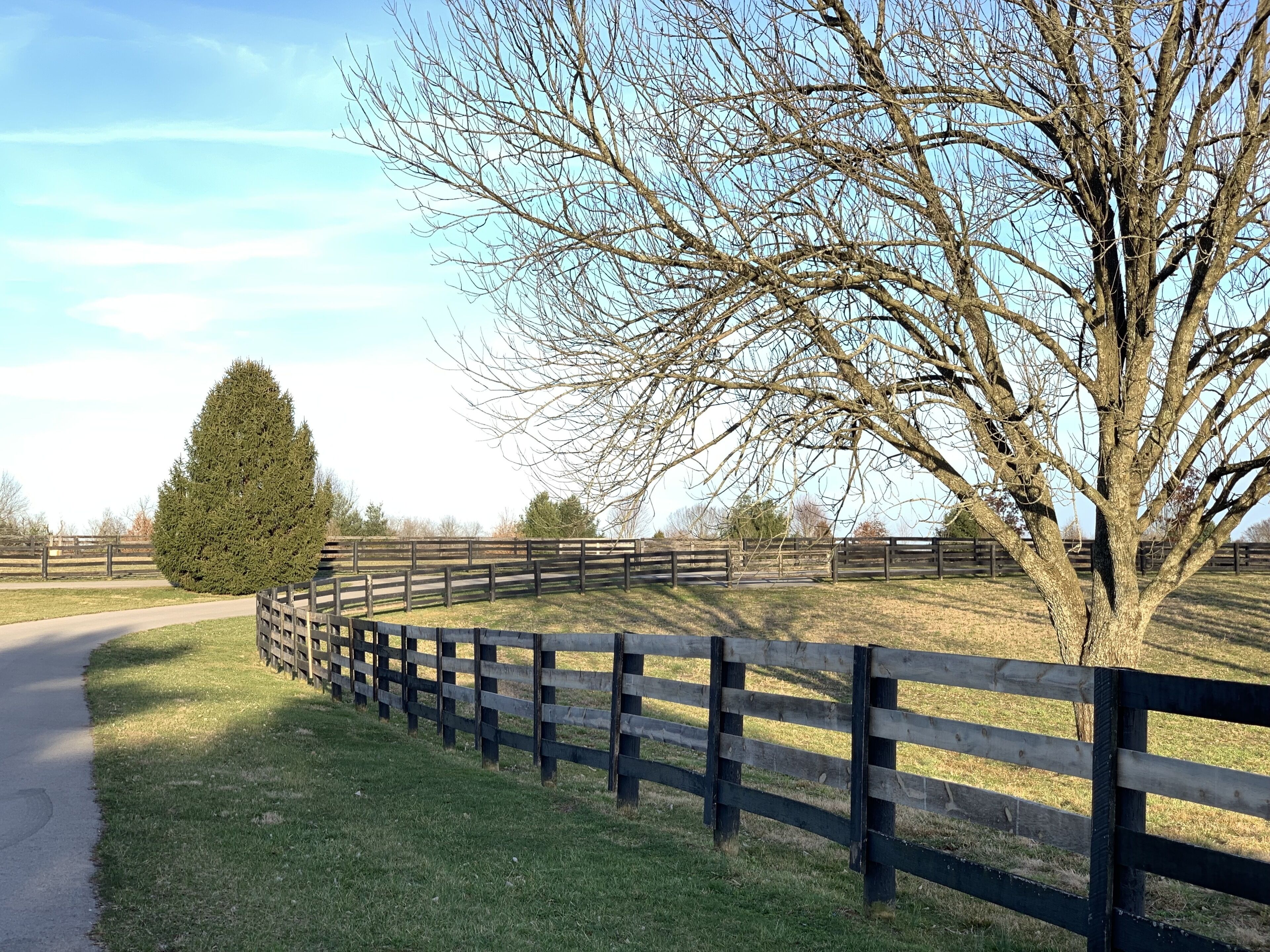 A fenced outdoor area with a paved path, a large tree, and a coniferous tree.