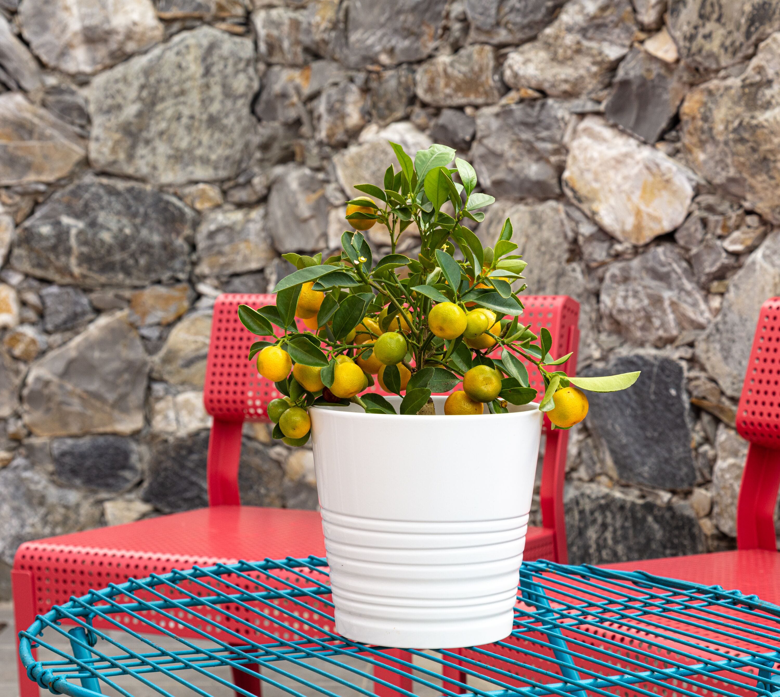 A white pot with green leaves and yellow fruits on a red metal table with blue grid patterns, set against a stone wall.