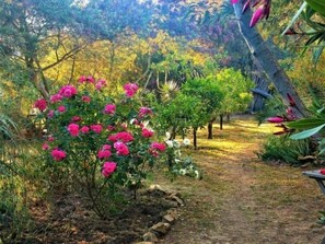 A garden with a variety of plants and a path. - Studio & large garden 200m Calvi beach (Calvi)