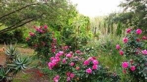 Un jardin avec des fleurs roses et un feuillage vert.