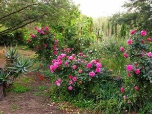 A garden with pink flowers and green foliage. - Studio & large garden 200m Calvi beach (Calvi)