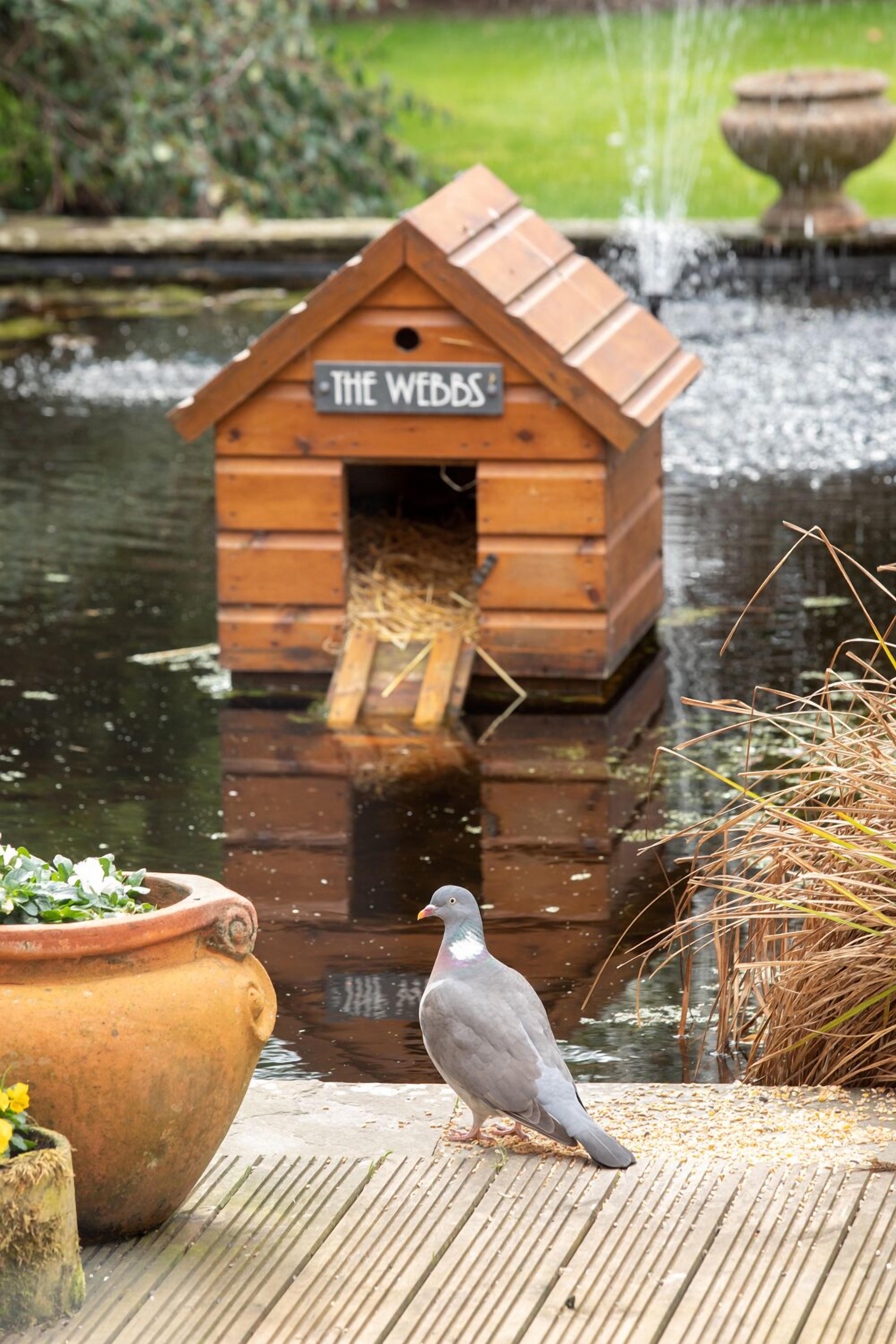 A wooden birdhouse labeled "THE WEDES" near a pond with a pigeon on the dock.