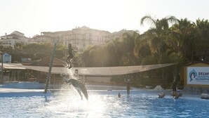 Una presentación de delfines en una piscina, con edificios residenciales y palmeras de fondo.