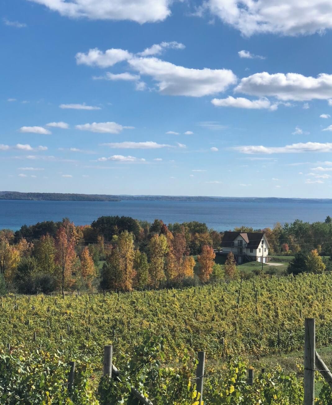 Un vignoble avec des rangées de vignes, une étendue d’eau et une maison en arrière-plan.