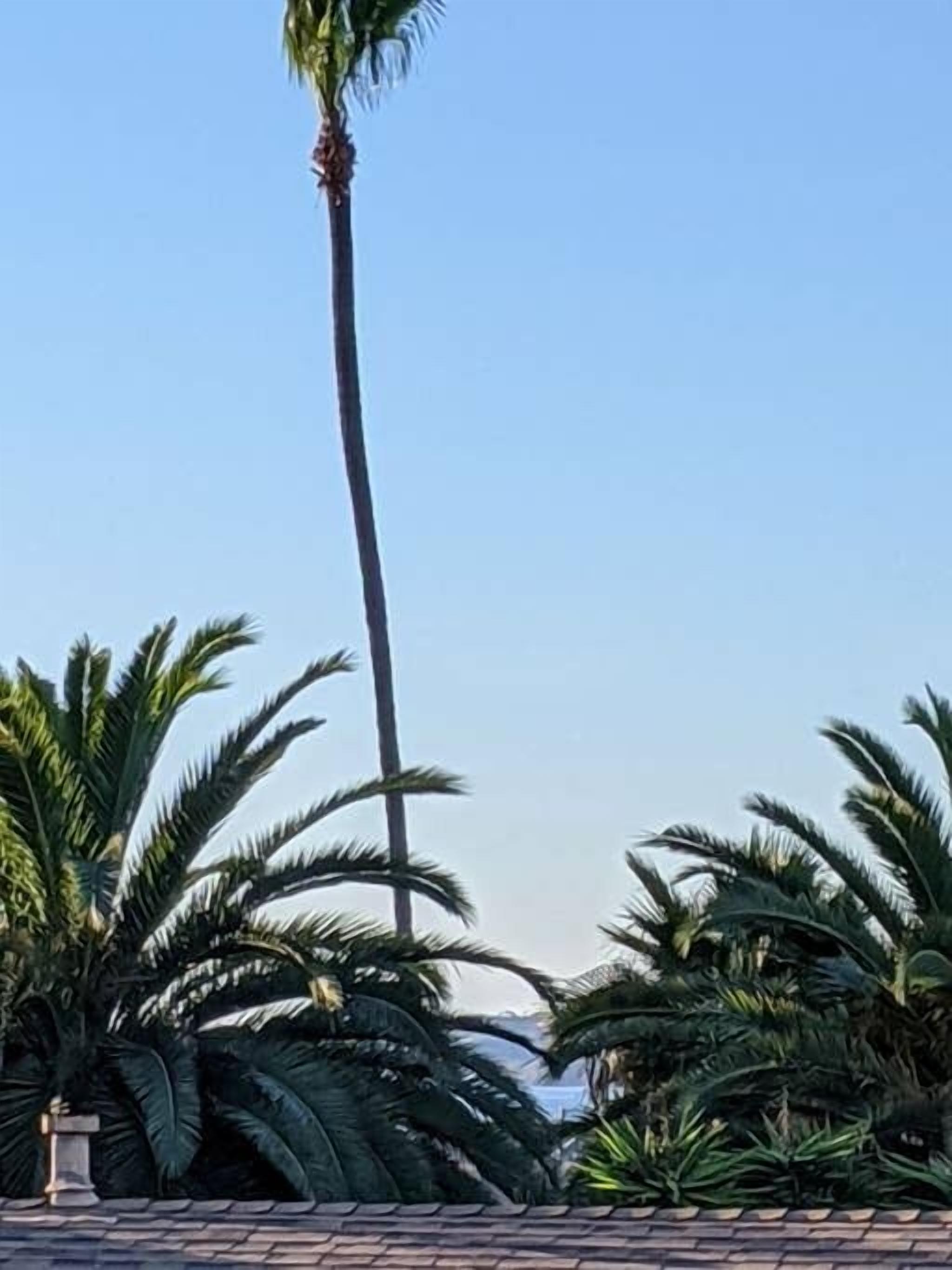 Un sentier bordé de palmiers, avec un mur en pierre et une petite statue.