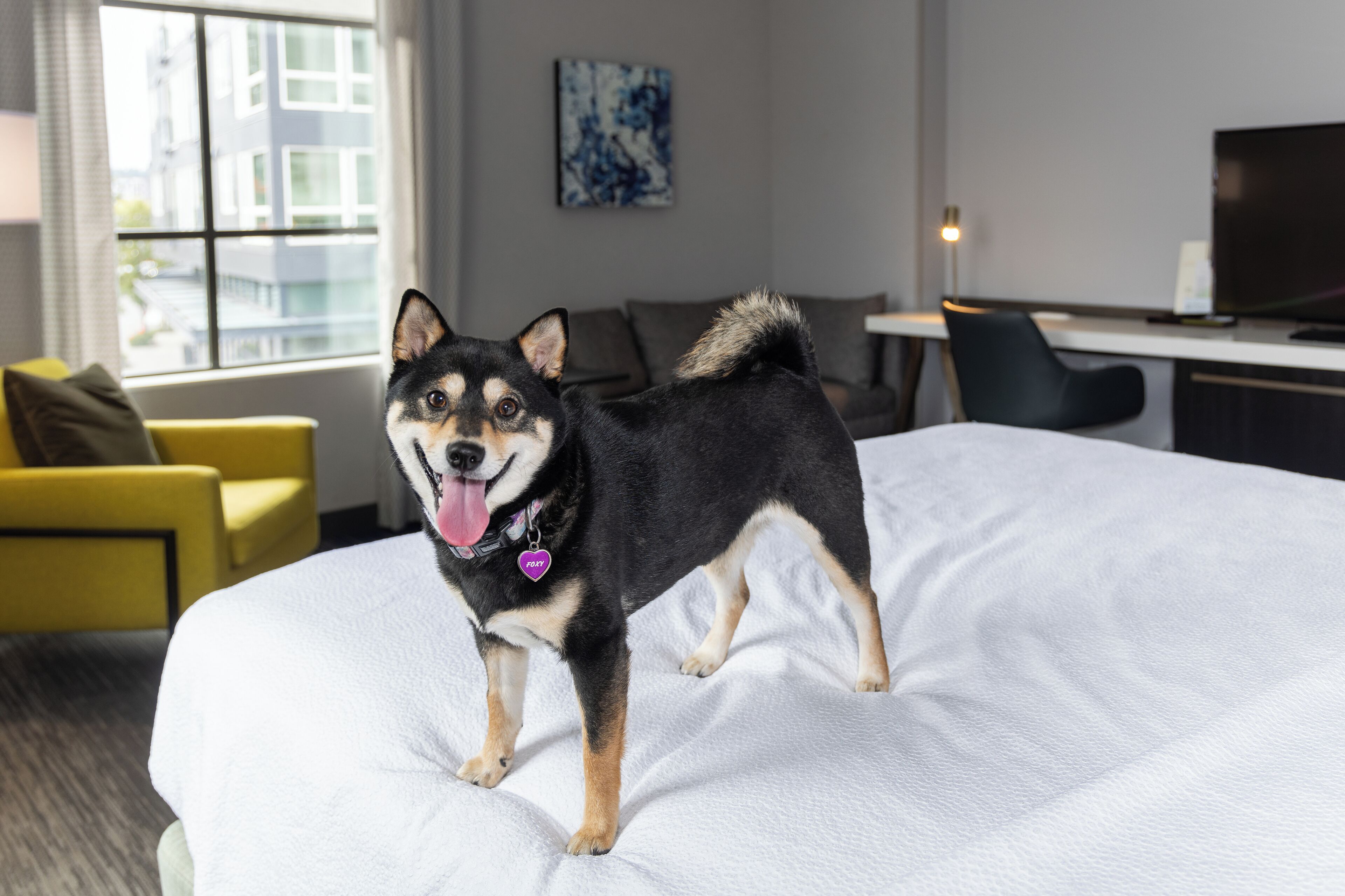 A dog standing on a bed in a hotel room with a city view, a desk, and a yellow armchair.