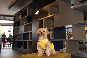 สัตว์เลี้ยงเข้าพักได้