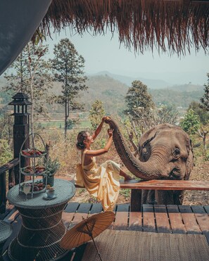 A person sitting on a wooden bench feeding an elephant. There is a wicker table with a tray of food and a lantern in the background. - Chai Lai Mountain (Mae Wang)