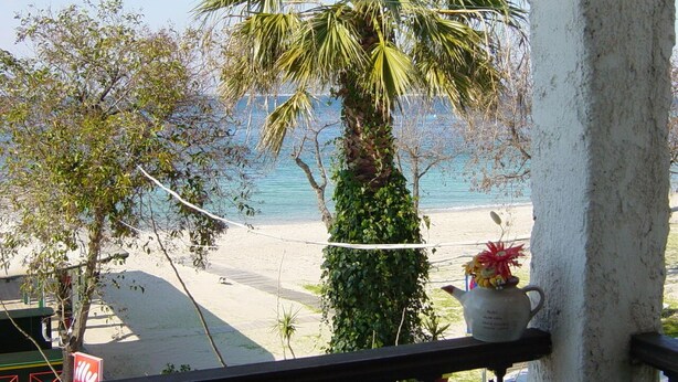 Un balcone con vista sulla spiaggia, una palma e una pianta in vaso.