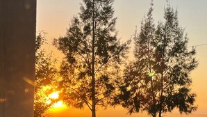 Auringonlaskunäkymä, jossa on kaksi silmiinpistävää puuta ja etualalla aita.