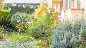 Ein üppiger Garten mit verschiedenen Pflanzen und einem Gebäude im Hintergrund.