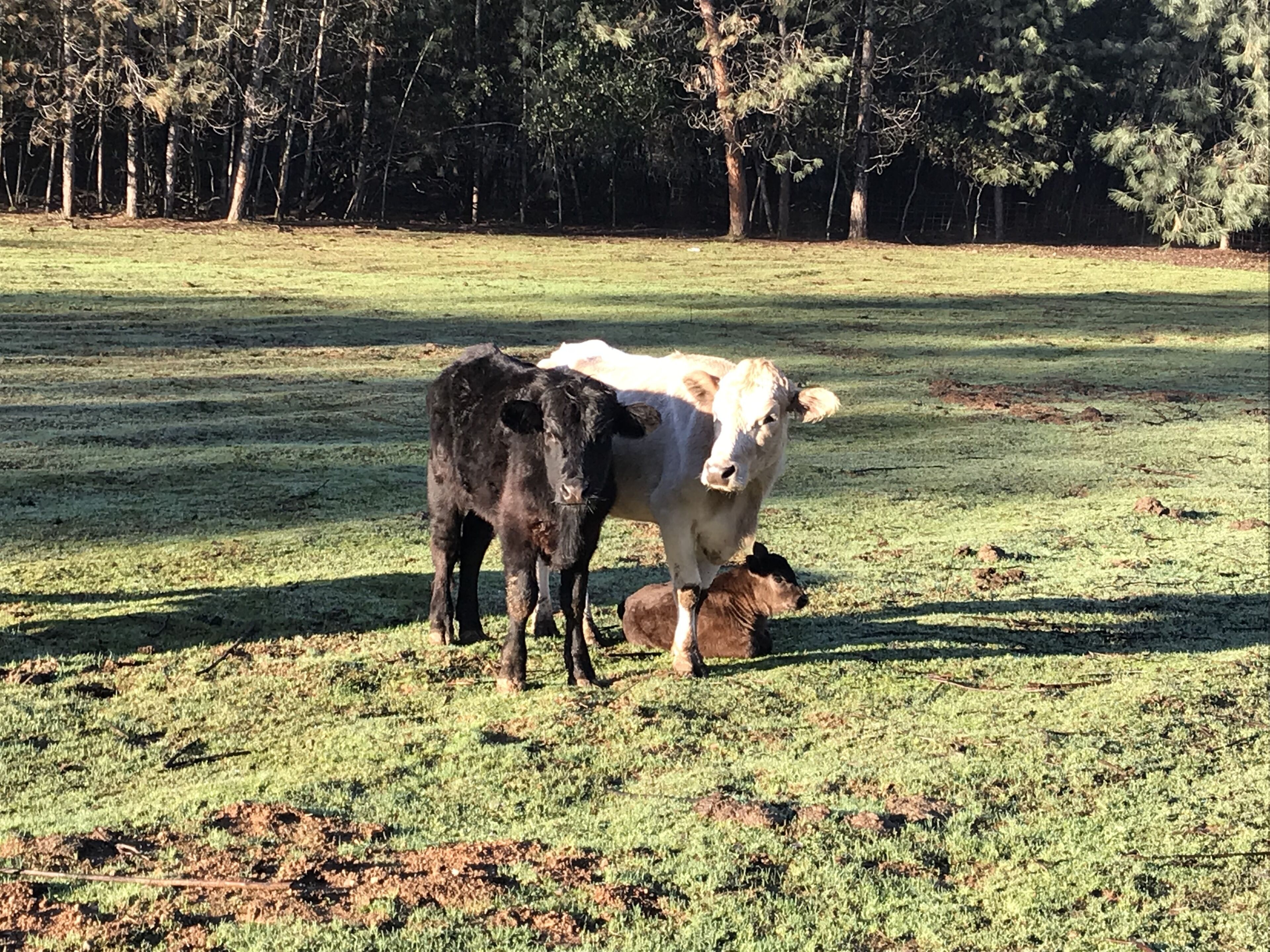 Cow Palace II, country getaway