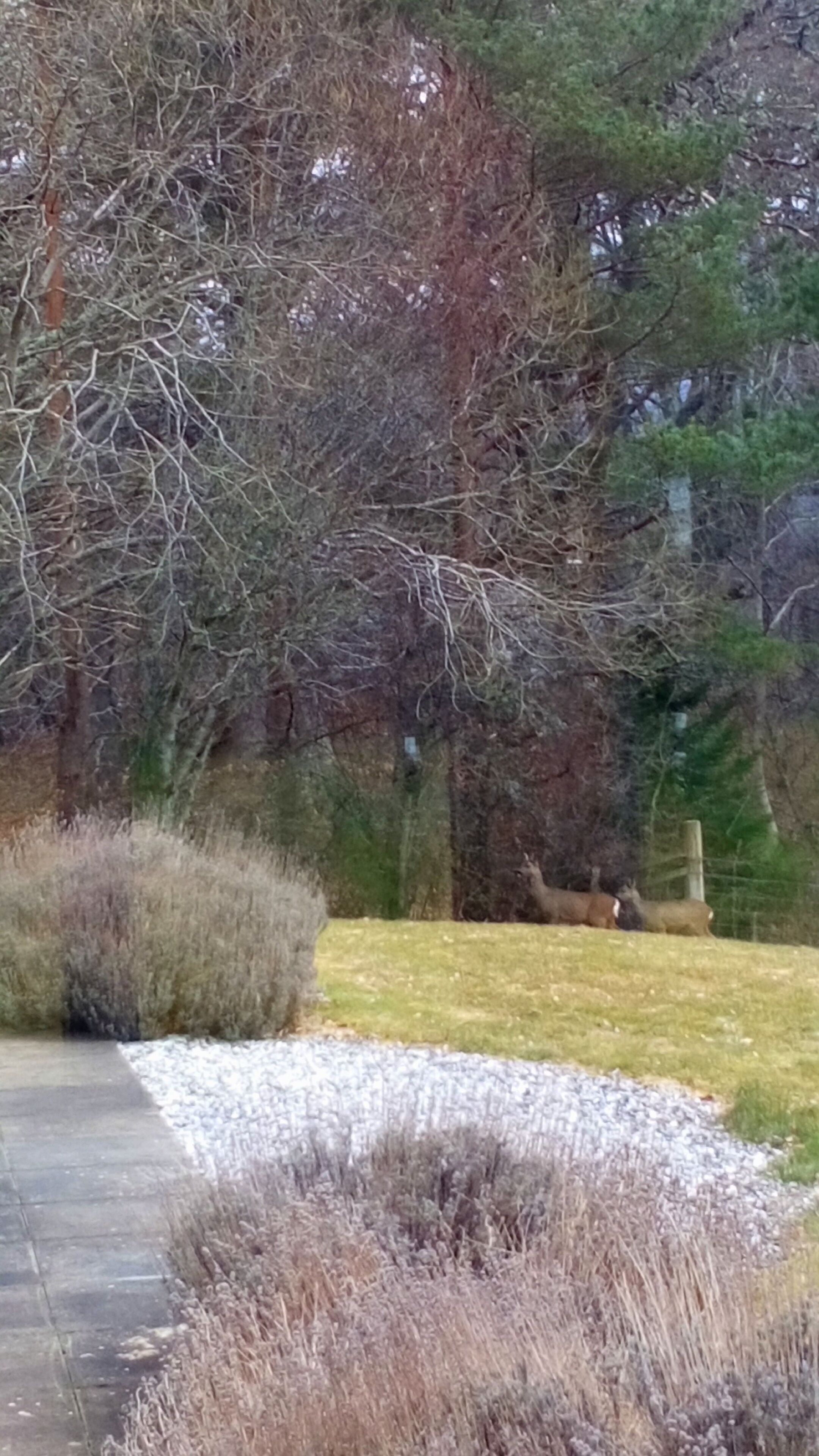 A garden with a paved walkway, a grassy area, and a tree with bare branches.