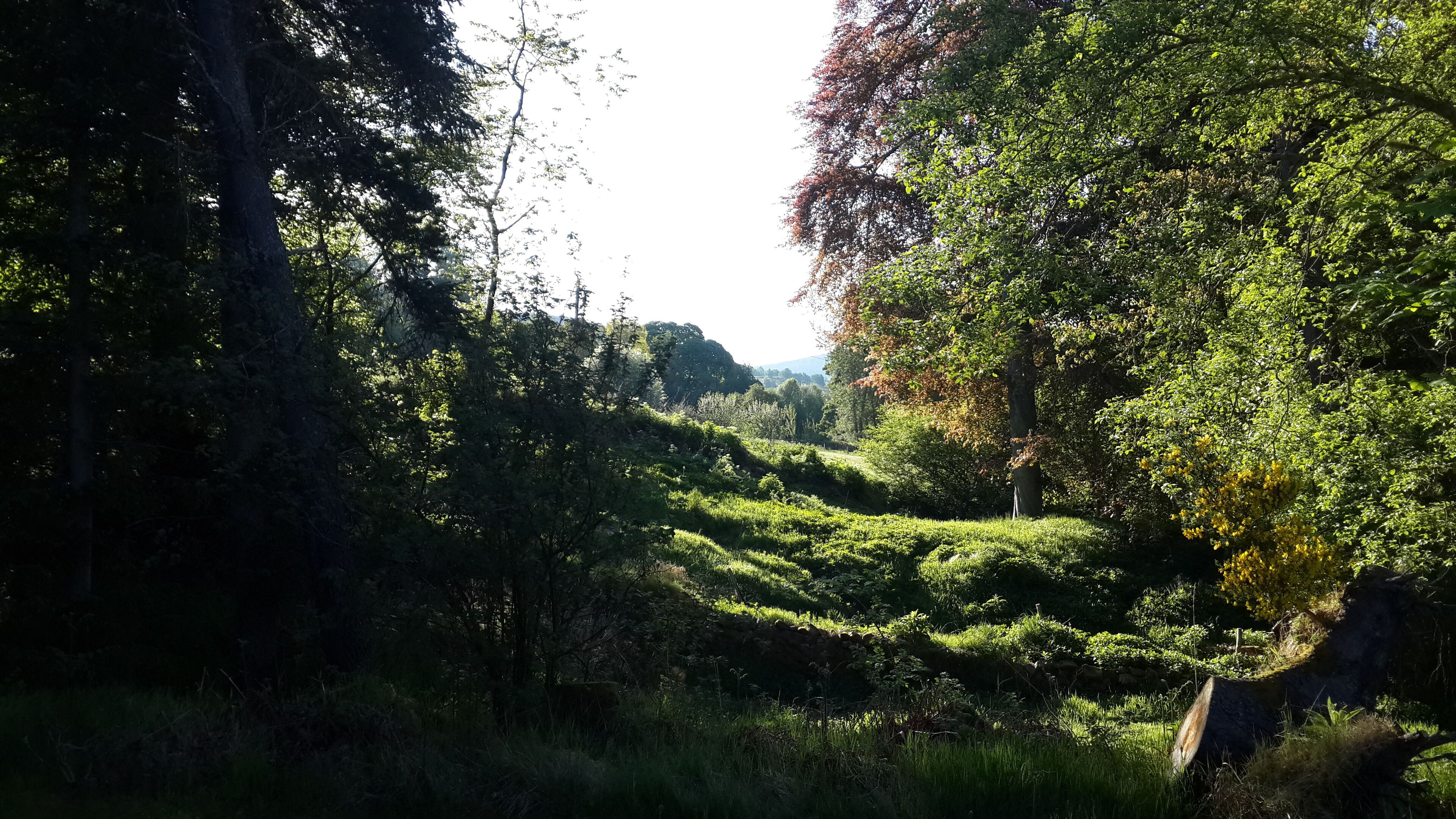 Üppige, grüne Landschaft mit dichtem Blätterwerk und einer Steinmauer.
