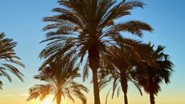A beach scene with palm trees and a sunset.