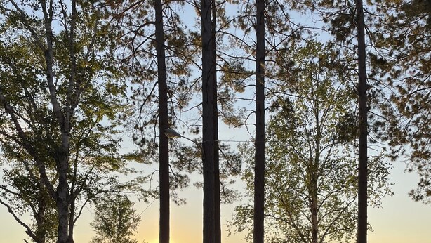 Ein Sitzbereich im Freien am Seeufer mit einer Couch und einem Tisch, umgeben von hohen Bäumen und Blick auf den Sonnenuntergang.