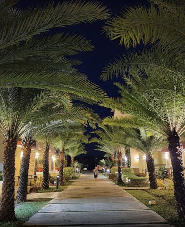 A pathway lined with palm trees and illuminated by street lamps, leading to a building entrance.