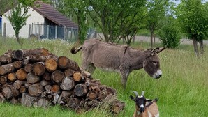 Ländliche Landschaft mit Ziege, Esel und Holzstapel.