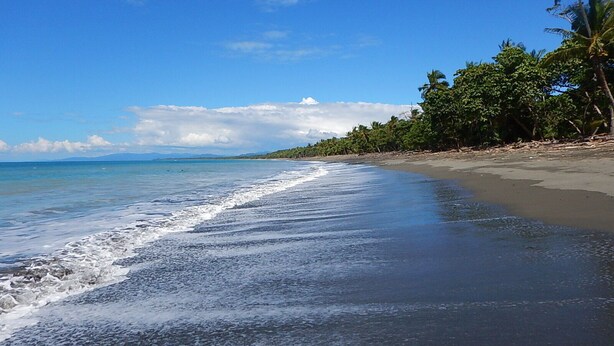 Una playa con agua azul cristalina, una orilla de arena y una hilera de palmeras.