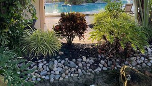 Ein tropischer Garten mit Schwimmbecken, umgeben von unterschiedlichen Pflanzen und Steinen.