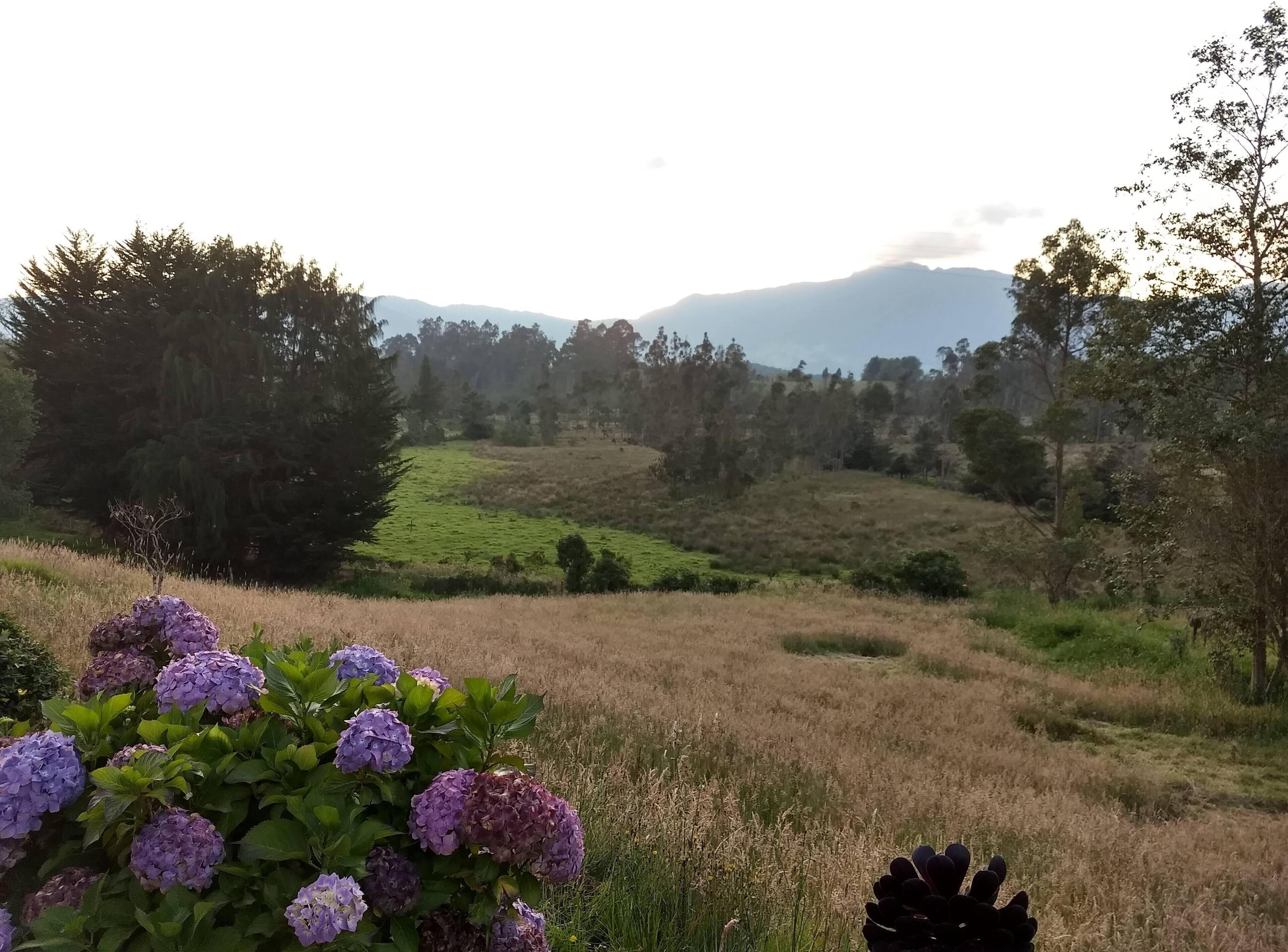 A field with purple hydrangea bushes in the foreground and a hilly landscape with trees in the background.