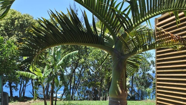 Een houten terras met een ronde tafel en stoelen, een palmboom en uitzicht op de oceaan.