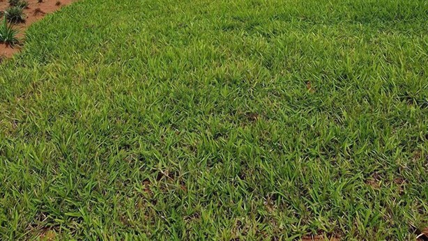 A house with a red roof, a driveway, and a lawn. - Rayoni Guesthouse B&B (Mzuzu)