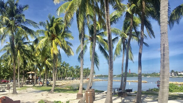 Un parque junto a la playa, con palmeras, mesas de picnic y una valla de madera.