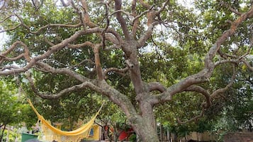 Vườn