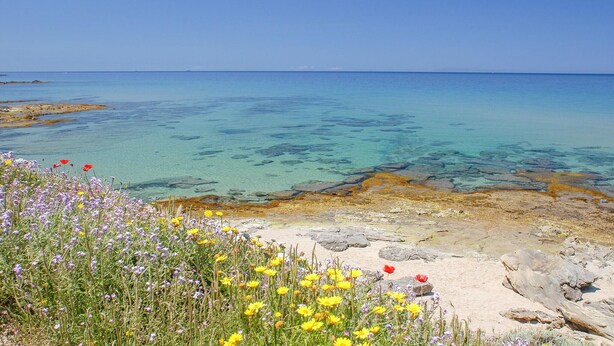 Un paysage côtier caractérisé par une eau d’un bleu limpide, une côte rocheuse et des fleurs sauvages.