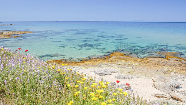 Un paisaje costero con aguas cristalinas, costa rocosa y flores silvestres.