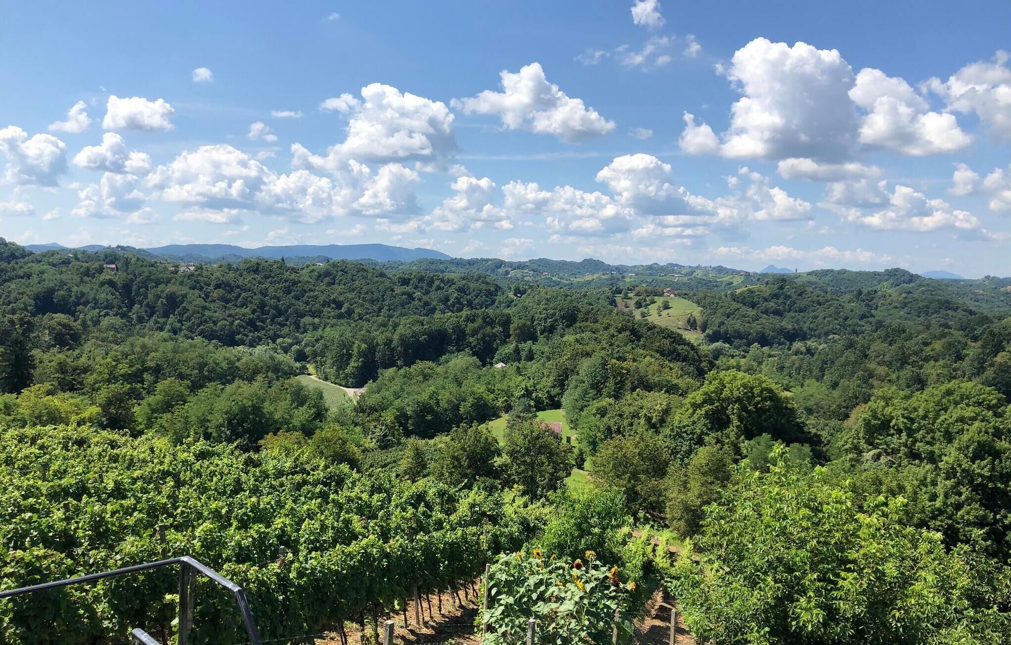 A vineyard with rows of grapevines and a clear view of the surrounding hills and mountains.