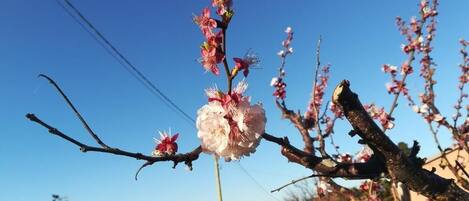 Ein Ast mit rosa Blüten vor blauem Himmel.