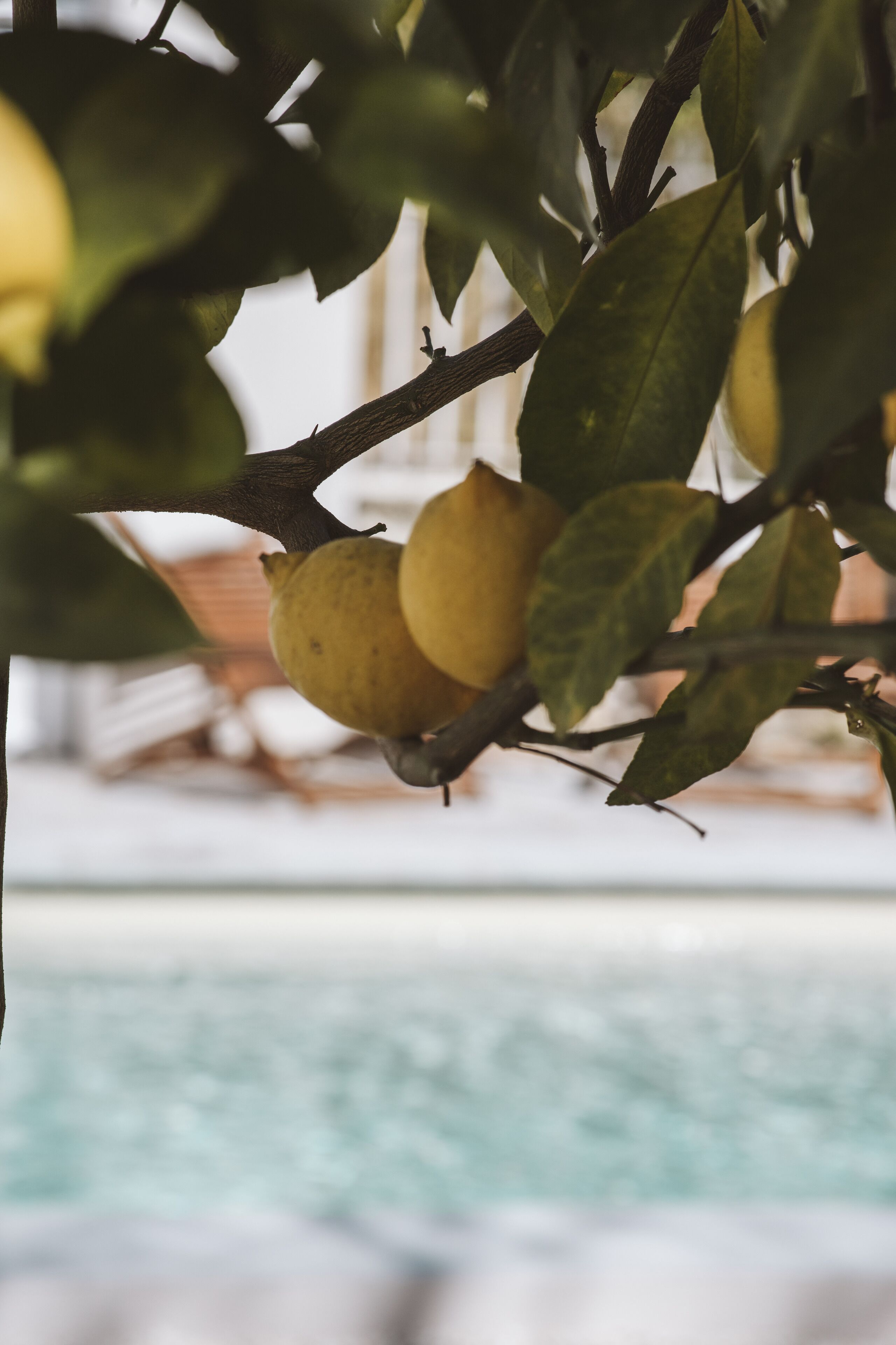 A close-up of a lemon tree branch with lemons, a blurred background suggesting a pool.