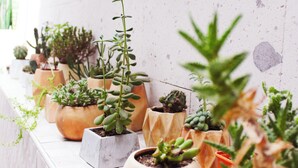 Variedad de plantas en macetas dispuestas sobre un alféizar junto a una pared.