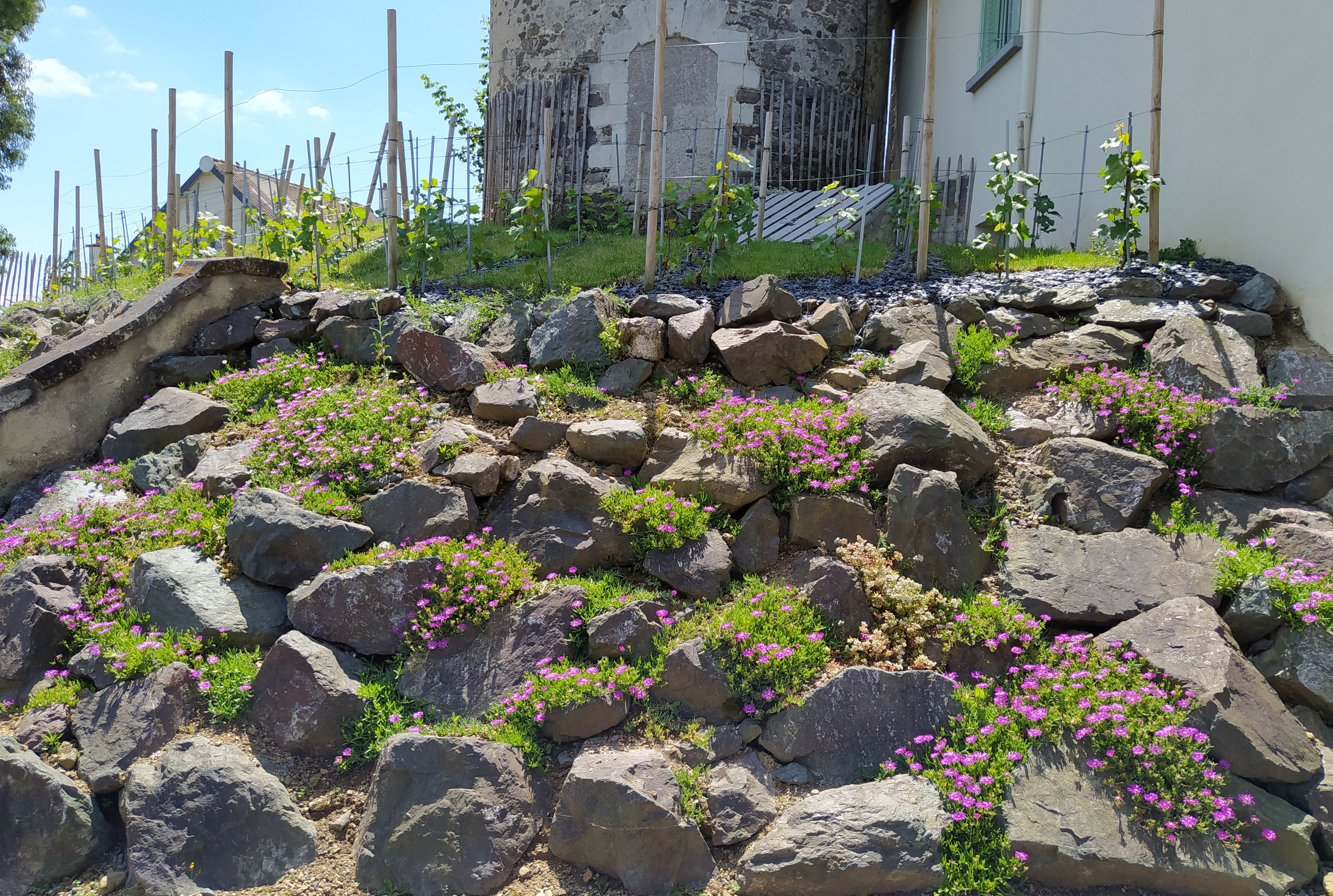 A rocky garden with pink flowers and a building in the background.