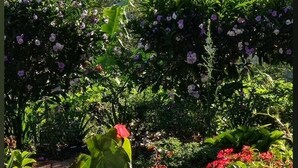 A garden with various plants and flowers, a stone pathway, and a view of distant mountains. - Matagalpa la Tierra Land Of Dreams (San Ramon)