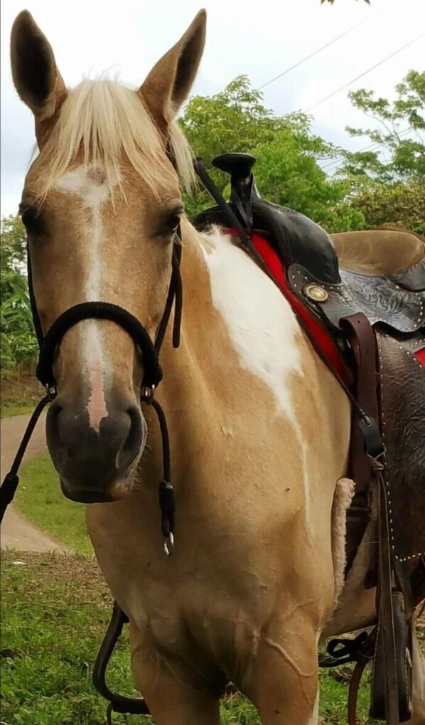 A horse with a saddle and bridle.