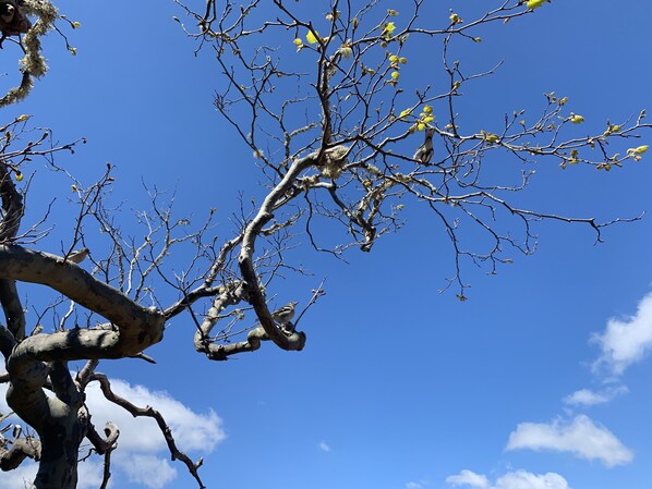 A tree with bare branches against a clear blue sky.