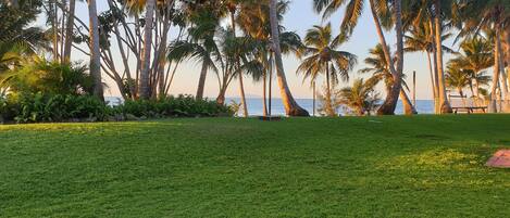 A grassy area with palm trees and a view of the ocean.